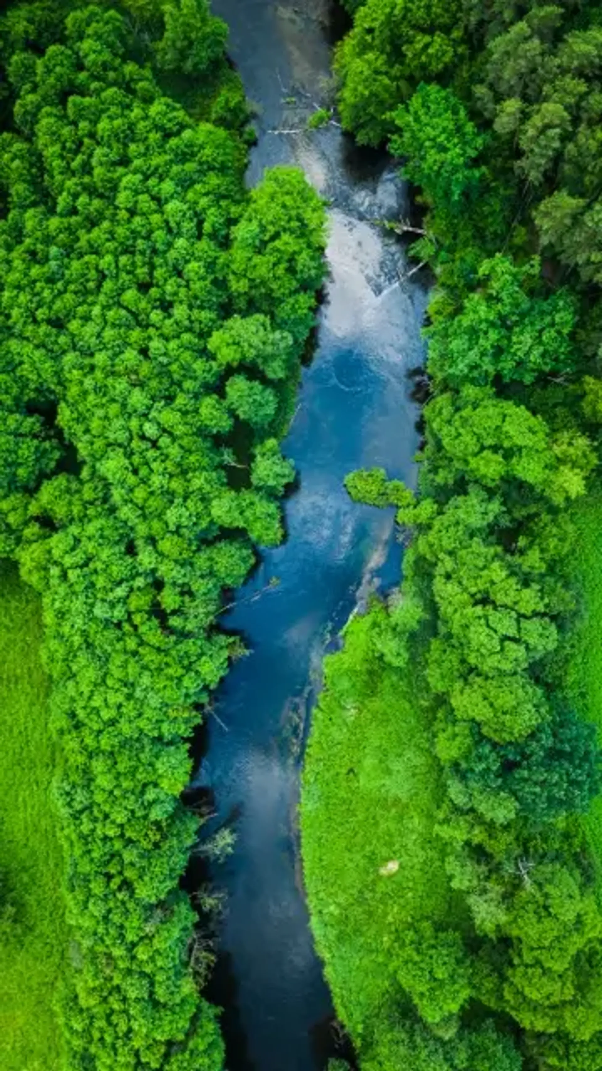 Brda river flowing through Bory Tucholskie forest